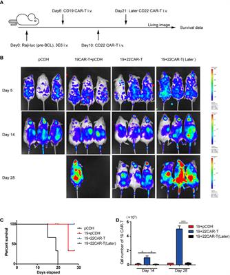 Corrigendum: Short-Interval Sequential CAR-T Cell Infusion May Enhance Prior CAR-T Cell Expansion to Augment Anti-Lymphoma Response in B-NHL